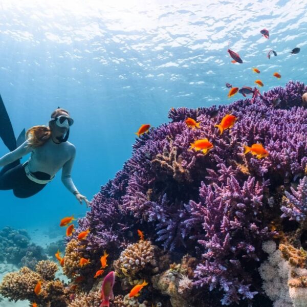 3-Day Luxury Yacht Liveaboard: Red Sea Diving in Aqaba, Jordan