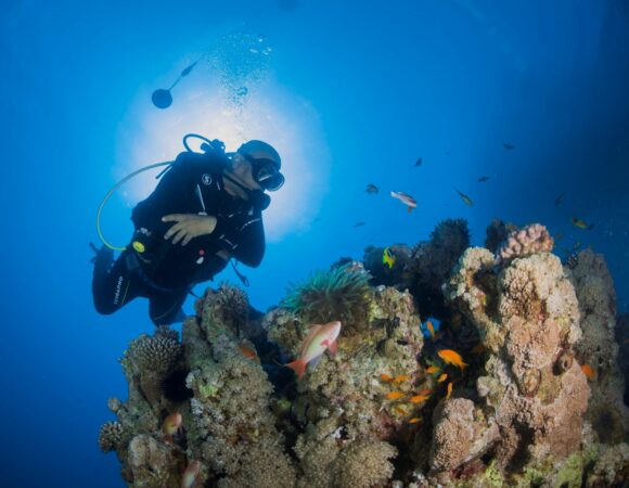 Diver with fish and coral Red Sea