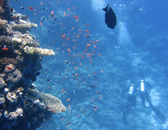 Rocked by the waves: 4 days diving in Red Sea