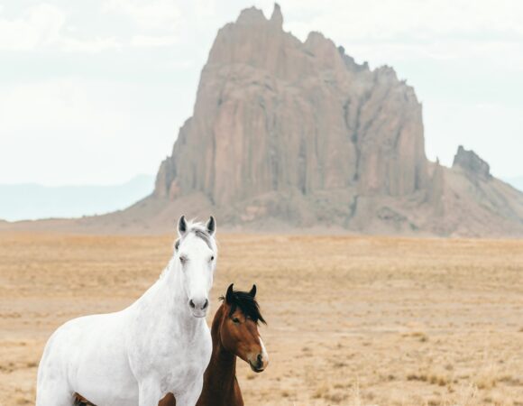 Desert Masters: 10 days Horseback riding Adventure
