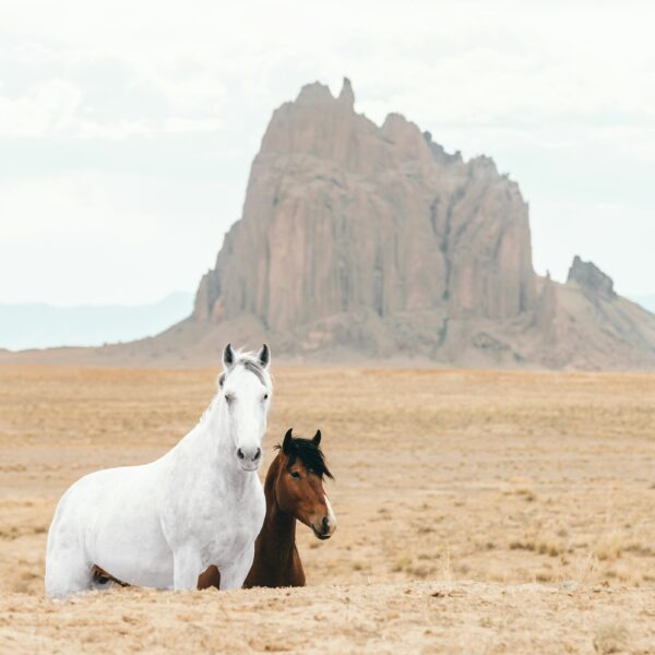 Desert Masters: 10 days Horseback riding Adventure