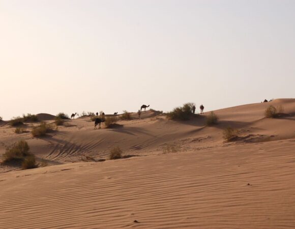 Camels in Wadi Araba desert at sunset time