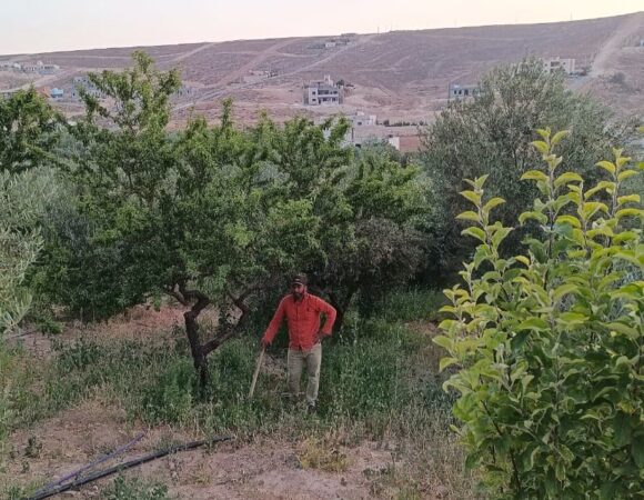 Man between the fruit trees on the farm of Villa Maria in Petra