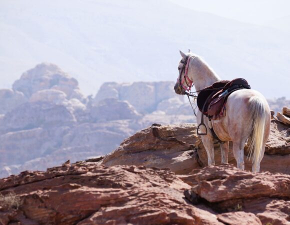 White horse overlooking the Wadi Rum desert
